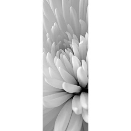HDM Chrysanthemum Close Up vízálló fali panel